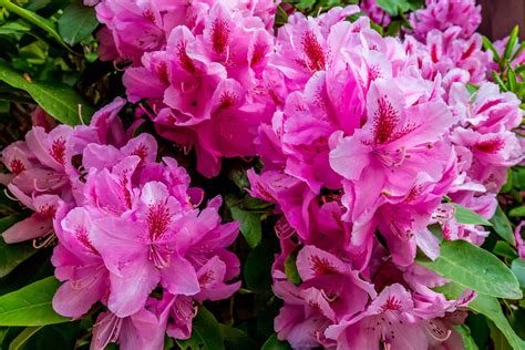 The Enigma of Vyrne's Rhododendrons: Exploring Their Mysterious Origins